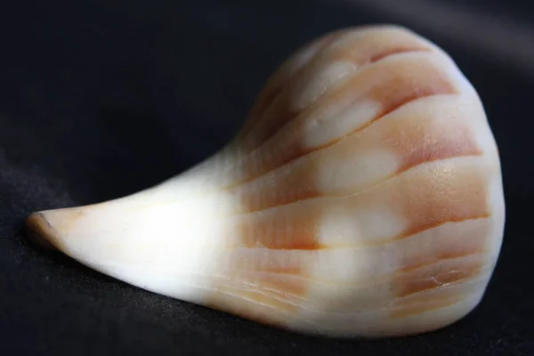 Ela vende os Seashells junto ao mar. — Fotografia de Stock