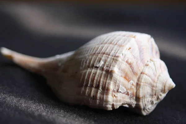 Ella vende conchas marinas a orillas del mar —  Fotos de Stock