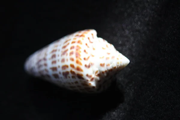 Ela vende os Seashells junto ao mar. — Fotografia de Stock