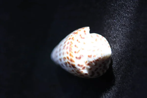 She Sell's Seashells by the Seashore — Stock Photo, Image