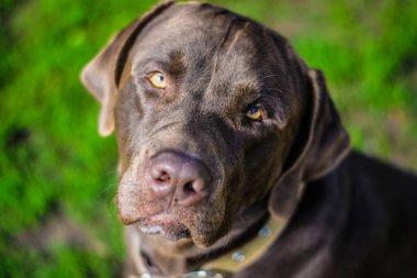 portre çikolata labrador çim üzerinde yalan