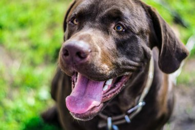 portre çikolata labrador çim üzerinde yalan