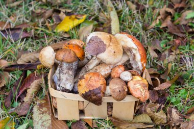 mantar sepeti ormanında