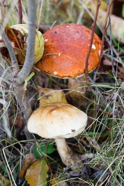 Sonbahar ormandaki büyük mantar