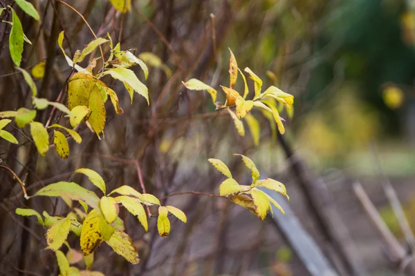 黄色树叶在秋天的森林中 — 图库照片