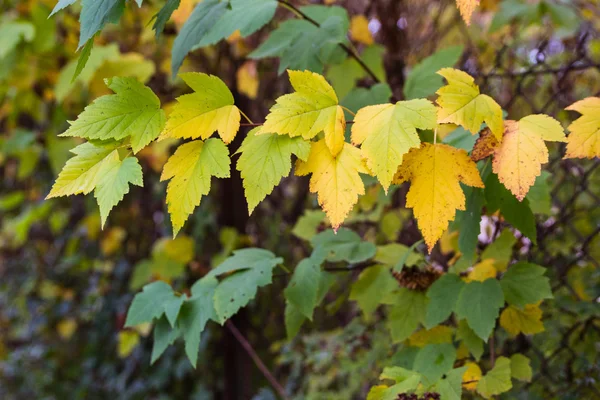 Gula blad på hösten skogen — Stockfoto