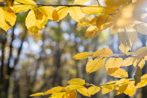秋天森林中明亮的黄叶 — 图库照片