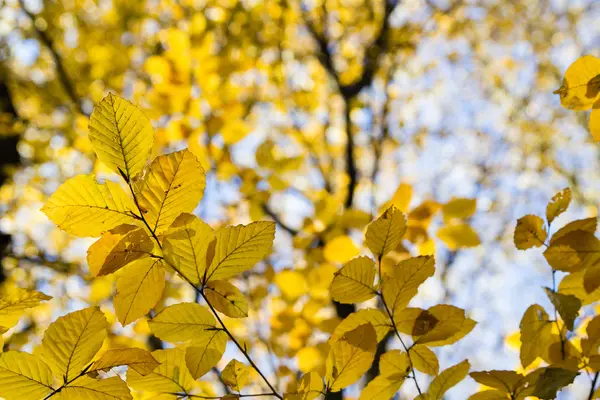 秋天森林中明亮的黄叶 — 图库照片