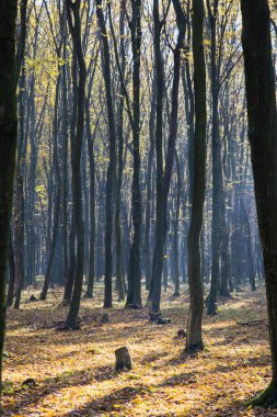 Sonbahar ormanda parlak güneş ışığı