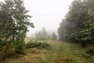 Sisli yaz orman manzara