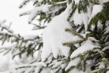 Yeşil Noel ağacı dalları karda