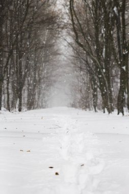 Beyaz orman içinde güzel kar yağışı