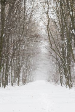 Beyaz orman içinde güzel kar yağışı