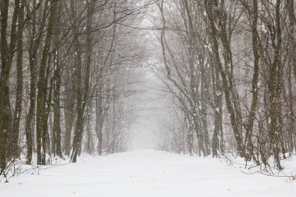 Прекрасний снігопад у білому лісі — стокове фото