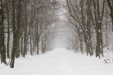 Beyaz orman içinde güzel kar yağışı