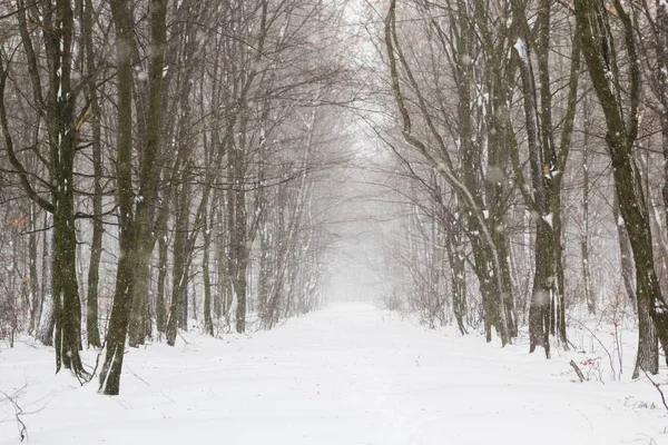 Bonita queda de neve na floresta branca — Fotografia de Stock