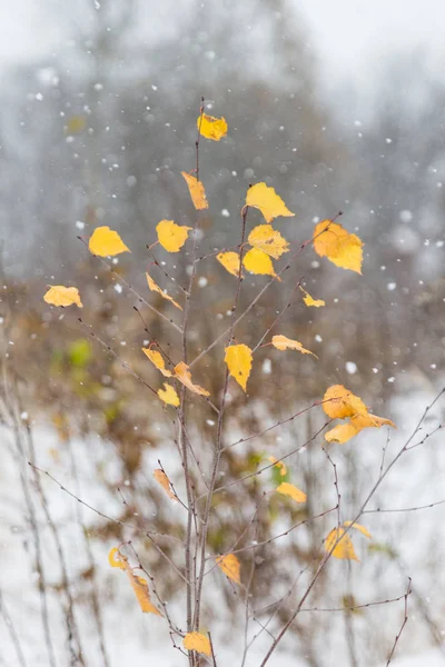 Yoğun kar yağışı sarı sonbahar yaprakları