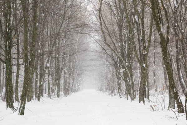 Beyaz orman içinde güzel kar yağışı