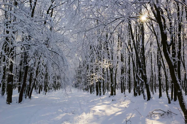 Snowy zimowy krajobraz leśny — Zdjęcie stockowe