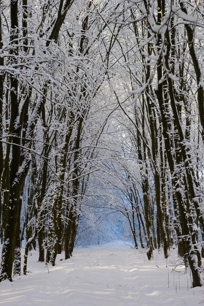 Inverno nevado paisagem florestal — Fotografia de Stock