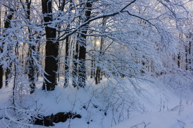 Karlı kış ormanı manzarası