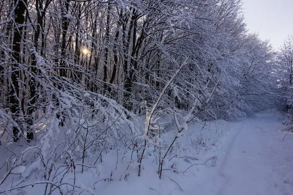 Сніжні зимові ліси — стокове фото