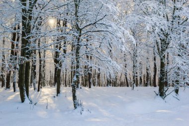 Karlı kış ormanı manzarası