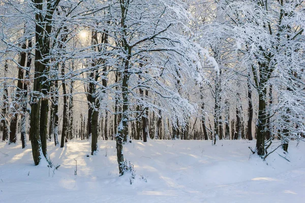 Сніжні зимові ліси — стокове фото