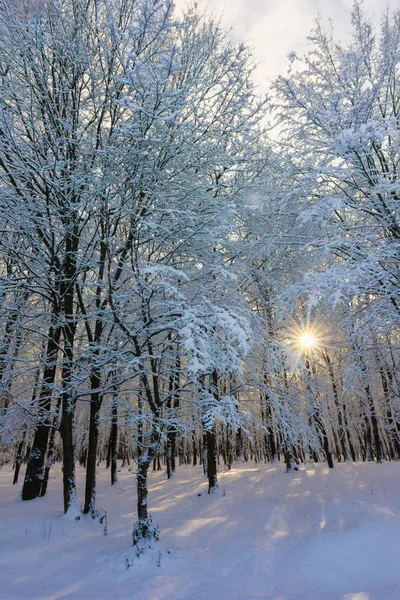 Snowy zimowy krajobraz leśny — Zdjęcie stockowe