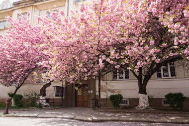 Şehirdeki pembe sakura çiçeği
