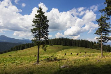 Dağlar aralığı ve mavi bulutlu gökyüzü arka plan ile çayır üzerinde ineklerin