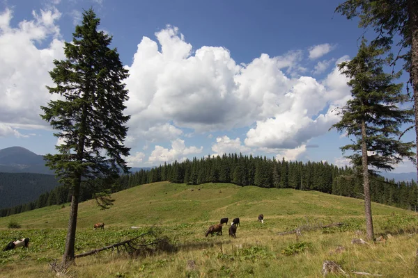 Kühe auf der Wiese mit Gebirgskette und blauem bewölkten Himmel Hintergrund — Stockfoto