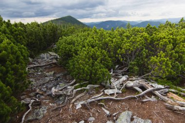 Üstünde tepe-in dağ silsilesi çalılar arasında yol