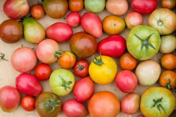 Många färgglada tomater med olika storlek — Stockfoto