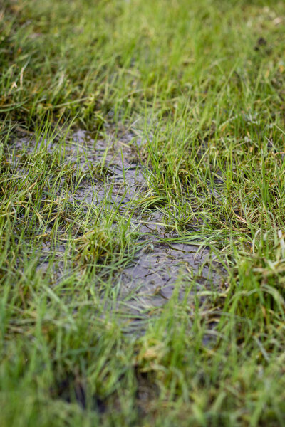 Маленькая весенняя лужа в зеленой траве
