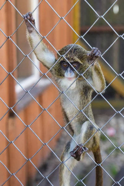 Bebek Maymun kafeste Hayvanat Bahçesi