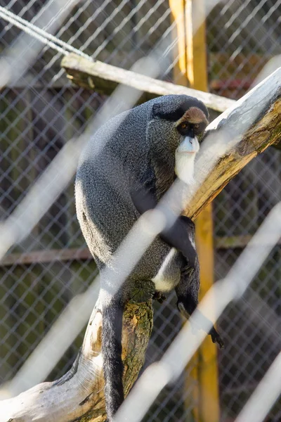 Sad black monkey in cage in zoo — Stock Photo, Image