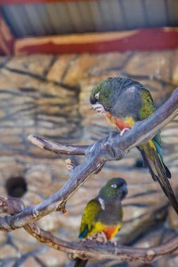 Renkli papağan kafes içinde Hayvanat Bahçesi