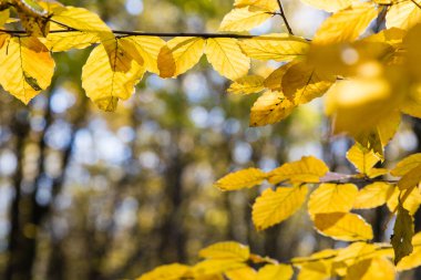 güneş ışığı altında sonbahar ormandaki sarı yapraklar