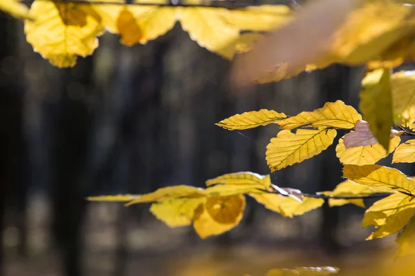秋天森林中的黄叶在阳光下 — 图库照片