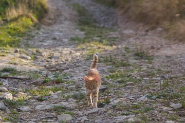 Taş yolda küçük kahverengi kedicik