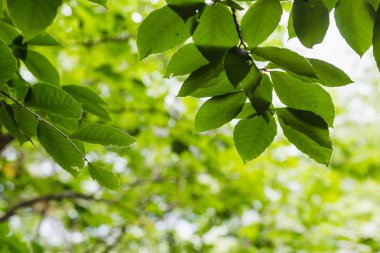 Parlak yeşil yaprakları arka plan duvar kağıdı