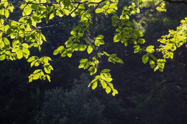 Parlak yeşil yaprakları arka plan duvar kağıdı
