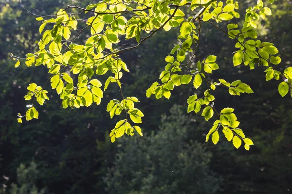Яркие зеленые листья фона обои Лицензионные Стоковые Фото