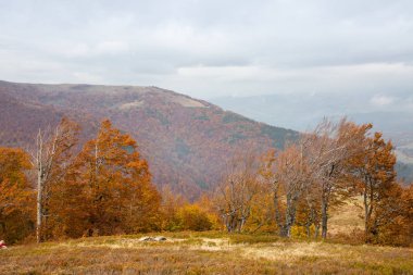 Karpat Dağlarında Sonbahar