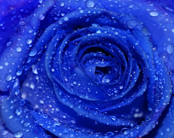 Mooie donker blauwe roos met water dauw druppels — Stockfoto