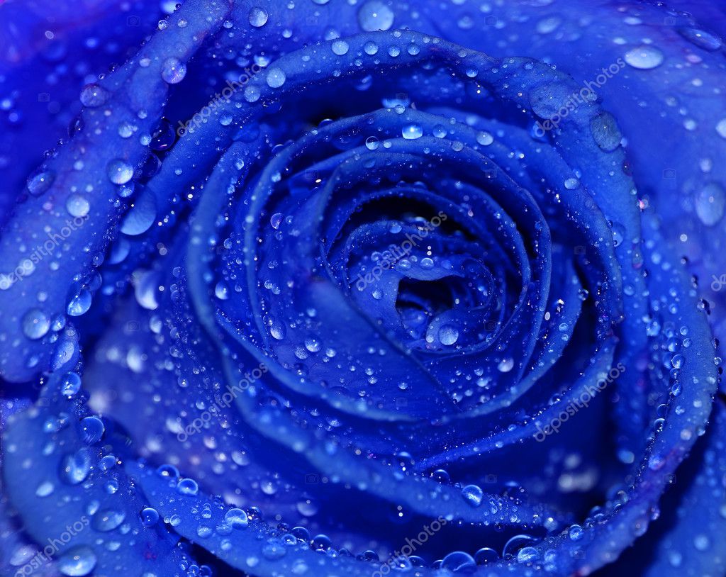 Beautiful Dark Blue Rose With Water Dew Drops Stock Photo Image By C Margutoiuroxana Yahoo Com