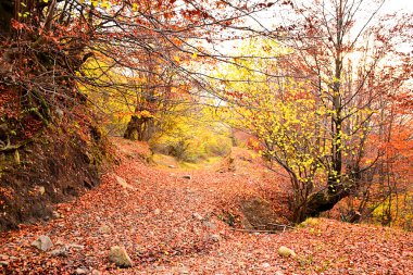 orman yolu Güz. sonbahar manzara