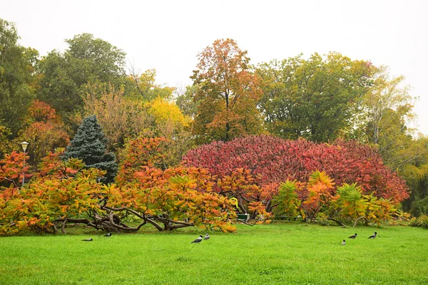 Pastoral parkta bir sonbahar sahne