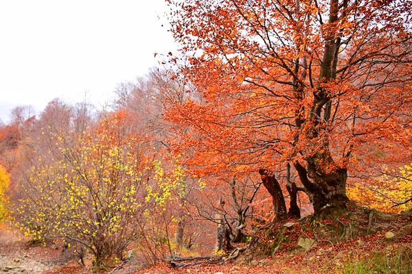 Forest Road en automne. Paysage d'automne — Photo